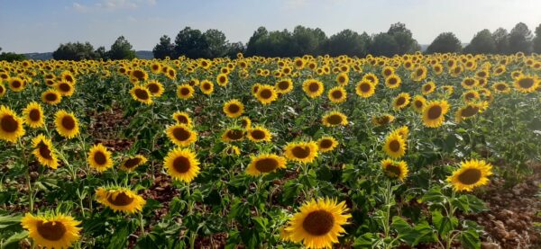 ASAJA denuncia una injustificada caída del 30% en el precio del aceite de girasol