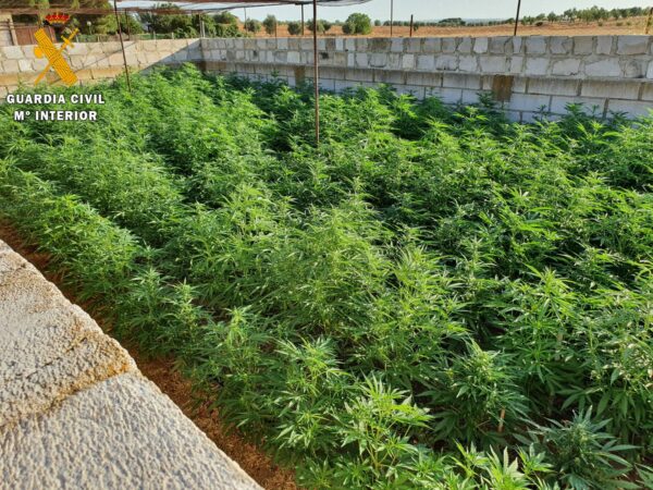 La Guardia Civil ha detenido a una persona por un delito de cultivo o elaboración de estupefacientes