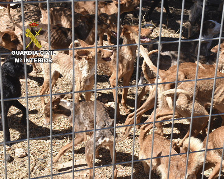 La Guardia Civil salva la vida a 41 perros en grave estado de abandono con síntomas de caquexia y deshidratación