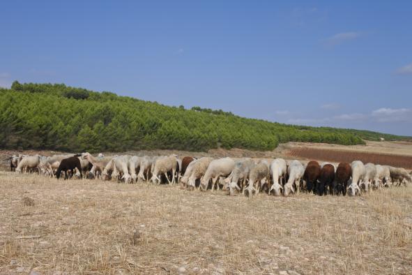 Castilla-La Mancha ha abonado 9,6 millones de euros para el mantenimiento de la ganadería extensiva en el primer semestre de 2020