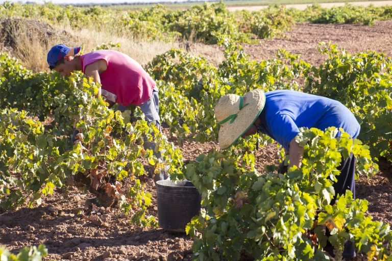 El Gobierno presenta a las CCAA una guía de recomendaciones para minimizar el riesgo de transmisión de la COVID19 entre temporeros