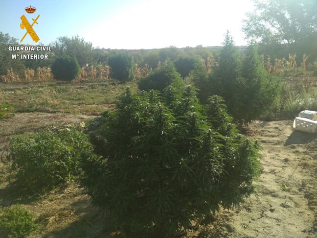 La Guardia Civil ha investigado a tres personas por cultivo y/o elaboración de sustancias estupefacientes