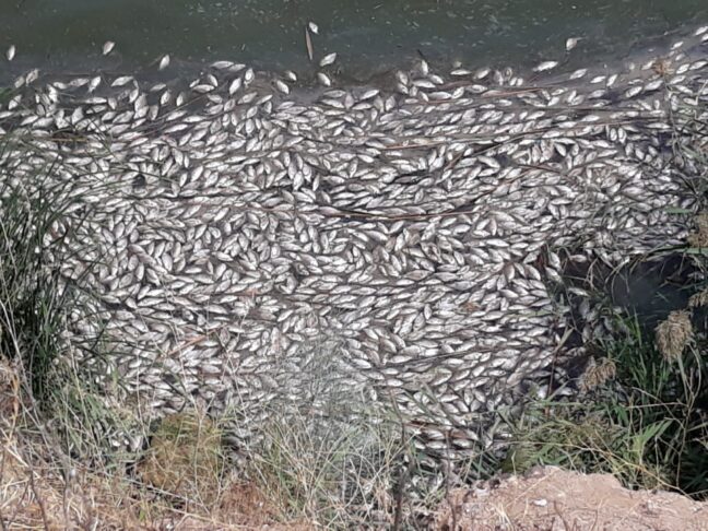 Ecologistas en acción Toledo alerta sobre una gran mortandad de peces en el medio Tajo a la altura del embalse de Castrejón