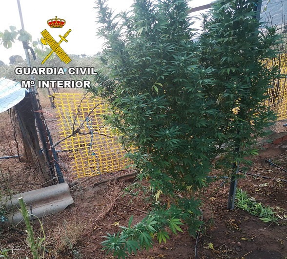 La Guardia Civil ha detenido a 18 personas en una operación contra el cultivo y venta de marihuana