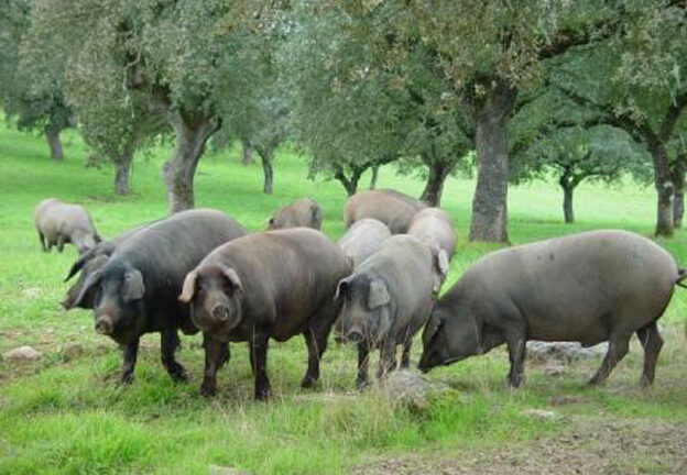 Aprobada la distribución de 1,46 millones de euros en ayudas excepcionales para el sector del porcino ibérico