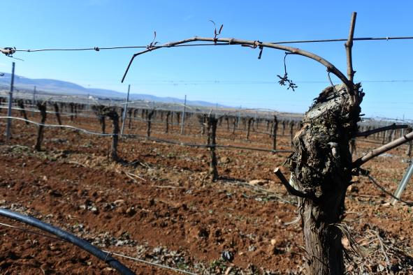Castilla-La Mancha apuesta por los regadíos sociales y la eficiencia energética con ayudas a la modernización por casi 15 millones de euros