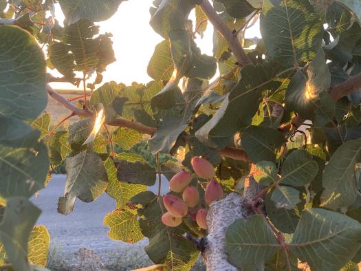 Castilla-La Mancha impulsa la innovación en el sector del pistacho donde es líder nacional en producción con más de 30.000 hectáreas