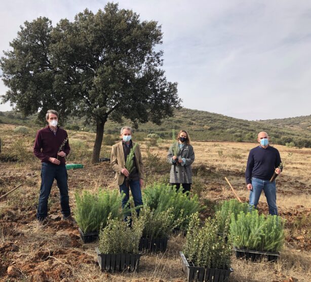 Novartis se une a Reforesta para poner freno a la desertificación y dar oxígeno con 3.000 árboles a la Sierra de Valdehierro en Madridejos (Toledo)