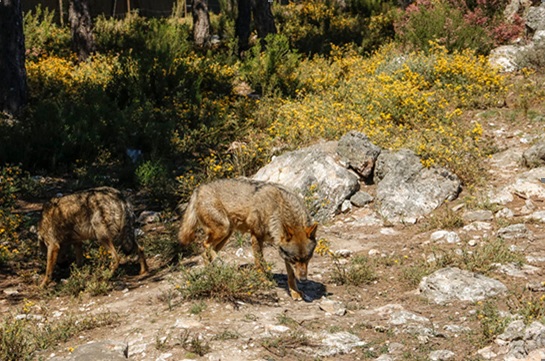 UPA pide al Gobierno “racionalidad y prudencia” ante las pretensiones de blindar al lobo ibérico