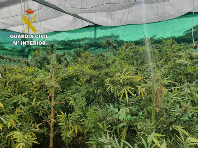 La Guardia Civil desmantela una plantación de cannabis en un grow-shop