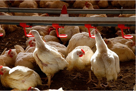 El sector del pollo lanza un SOS: “Vamos a perder lo equivalente a meses de trabajo”