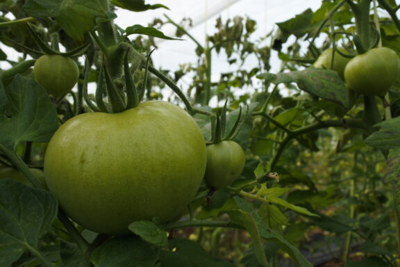 El DOCM publica hoy el decreto que regula la venta directa para productos agroalimentarios o transformados de agricultores y ganaderos