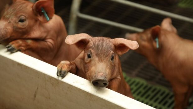 ICPOR logra un oro y dos platas en la cuarta edición de los premios Porc d’Or Ibérico