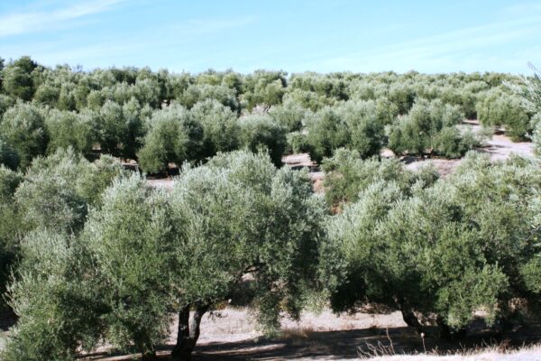 El Gobierno aprueba el real decreto que permitirá la autorregulación del sector del aceite de oliva