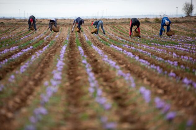 La cosecha 2020 de azafrán amparado bajo la DOP Azafrán de La Mancha finaliza con 451,5 kilogramos
