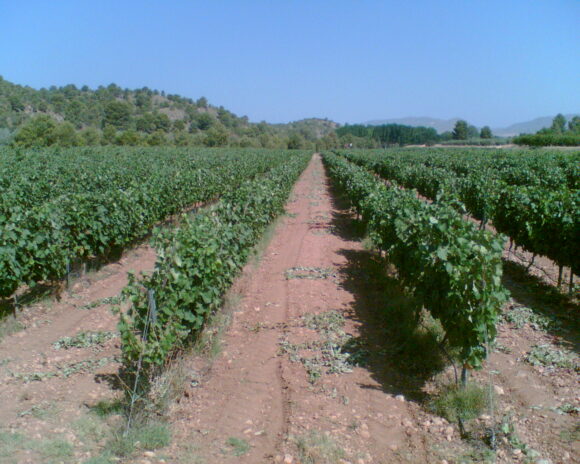 Riesgo de que la campaña del campo a la mesa acabe con la viticultura en Castilla La Mancha