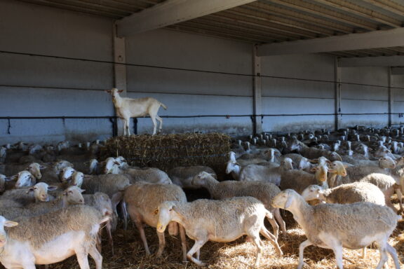 Castilla La Mancha ha concedido dos millones de euros en ayudas acopladas de ovino de la PAC en la provincia de Cuenca