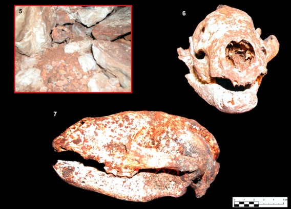 Un tejón de la Edad del Bronce revela el final del culto en Castillejo del Bonete, el lugar sagrado de la Cultura de las Motillas en Terrinches