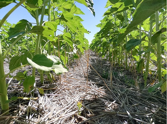 La agricultura de conservación se reivindica como “la mejor opción” para proteger los suelos