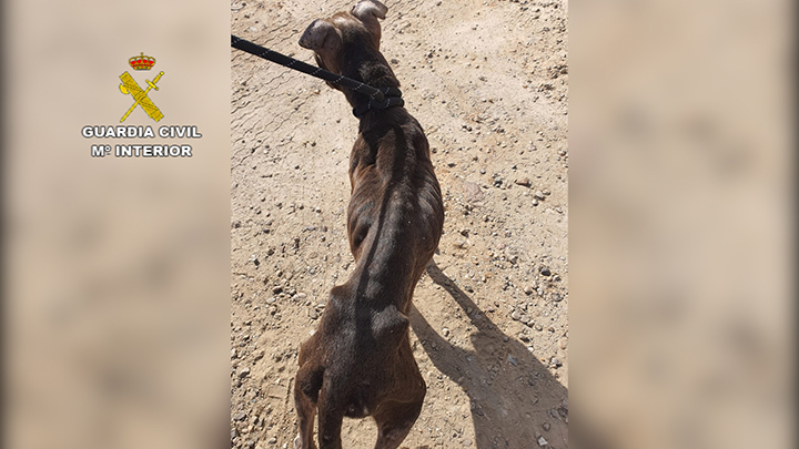 La Guardia Civil ha investigado a una persona por un delito de maltrato animal en Yuncos