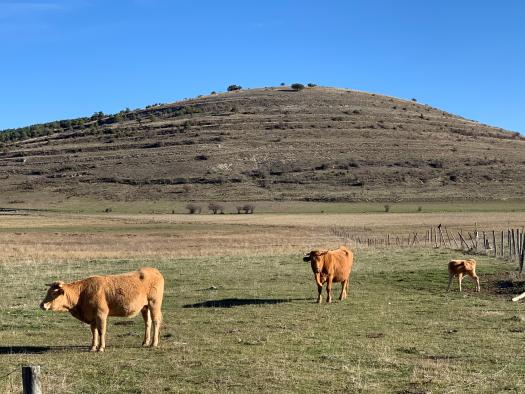 Se adelanta la publicación de las ayudas para ganaderos de extensivo en la región para paliar los posibles daños por ataques de buitre o lobo