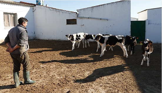 Los ganaderos de leche enfurecen con ciertas industrias: “Ofertar contratos a la baja es inasumible”