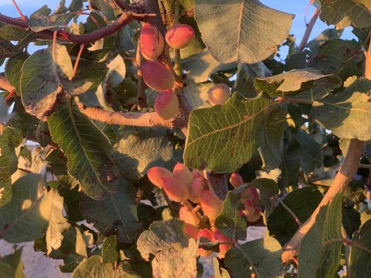 Castilla-La Mancha representa ya el 81 por ciento de la superficie de pistacho en toda España con cerca de 38.000 hectáreas alcanzadas en 2020