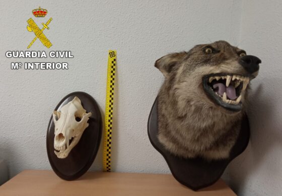 La Guardia Civil incauta un oso pardo y una cabeza de lobo ibérico disecados