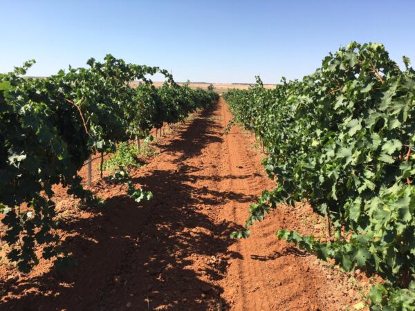 No podemos permitir que más viticultores se vayan del sector