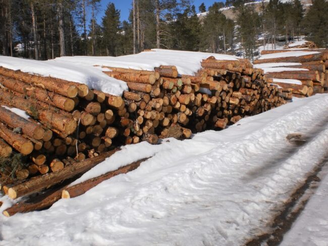 Los árboles talados en el PN de la Serranía de Cuenca estaban sanos según Ecologistas en Acción