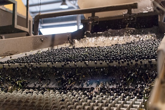 Las salidas de aceite de las almazaras hasta julio superan 1,3 millones de toneladas, un 3% más que la campaña anterior