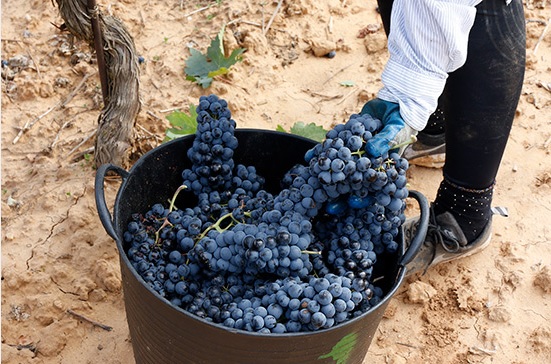 UPA pide al Gobierno que se retrate: “El vino es, sin duda, el sector agrícola que peor lo está pasando”
