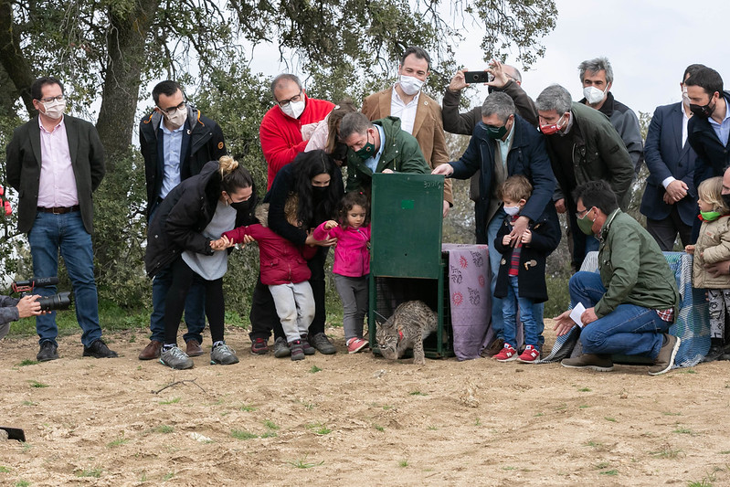 Castilla-La Mancha publicará el Plan de Recuperación del Lince antes del verano con el objetivo de fomentar la especie y establecer nuevos núcleos de presencia estable y reproductora
