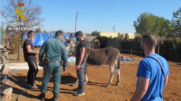 La Guardia Civil rescata 17 animales encontrados en estado de abandono y desnutrición