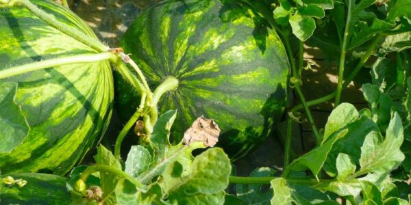 Plan de fertilización para melón y sandía bajo las premisas de precocidad, grados Brix y rentabilidad
