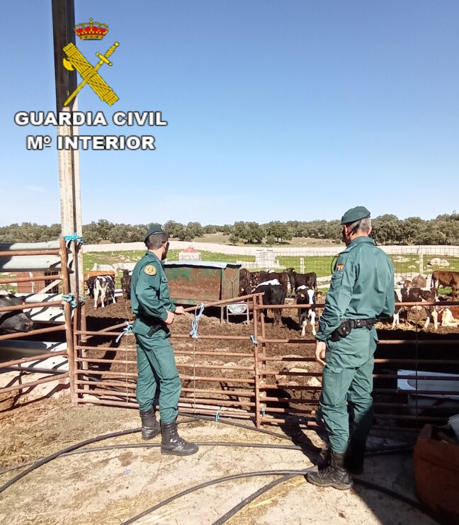 La Guardia Civil investiga a dos personas por falsedad documental relacionada con el transporte de reses vivas