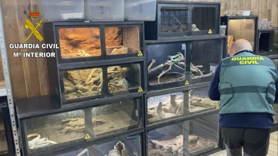 La Guardia Civil investiga al hombre que sufrió una mordedura de serpiente cascabel y le incauta más 40 reptiles muy peligrosos