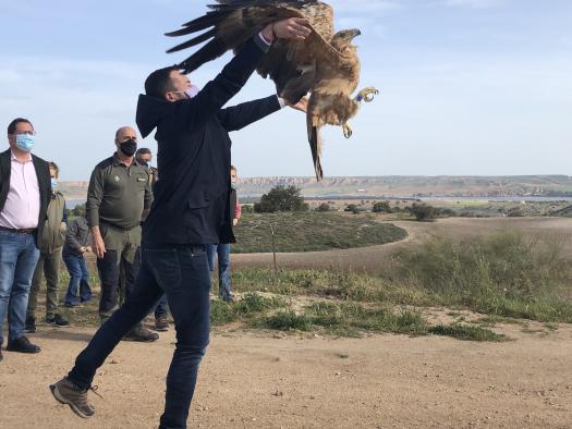La Junta trabaja en colaboración con numerosas fincas de carácter cinegético de Toledo y Ciudad Real para favorecer la reintroducción de especies amenazadas