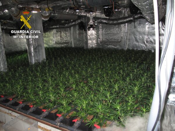 La Guardia Civil de Tarancón desmantela una plantación de marihuana en Fuentesbuenas