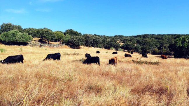 Impulso para la ganadería en extensivo, compromiso con el medioambiente y su entorno
