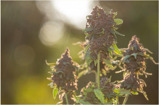 ¿Qué significa Gorilla Glue?