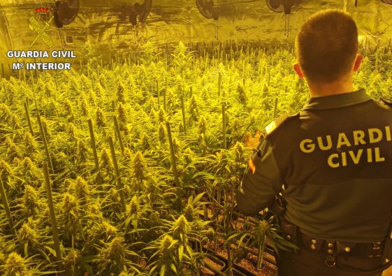 La Guardia Civil desmantela cuatro cultivos intensivos de marihuana e incauta 2.454 plantas