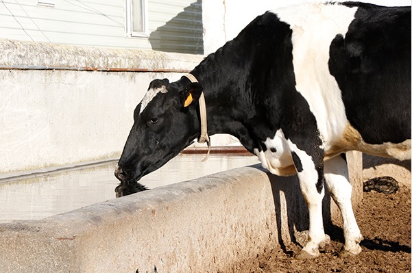 UPA alerta del peligro de extinción de la ganadería láctea en España