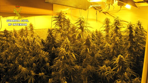 La Guardia Civil interviene dos plantaciones de marihuana en dos operativos distintos