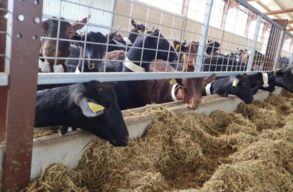 La Junta abona alrededor de seis millones de euros en ayudas a la agricultura ecológica y al fomento del pastoreo en la provincia de Cuenca