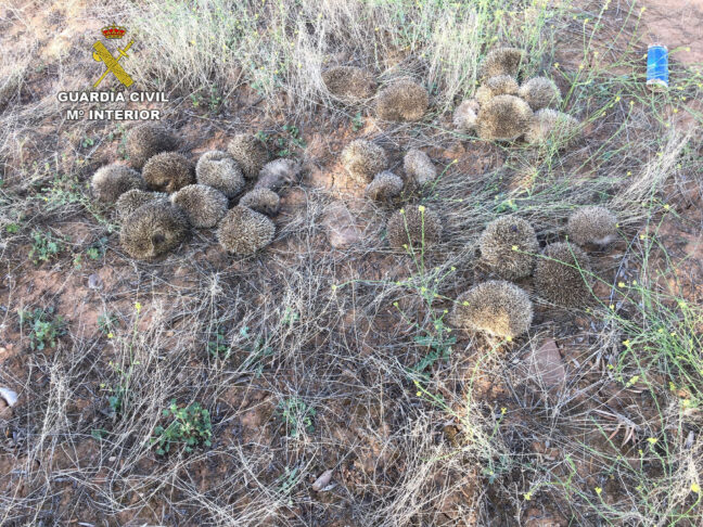 La Guardia Civil incauta 27 erizos comunes que habían sido capturados en su medio natural