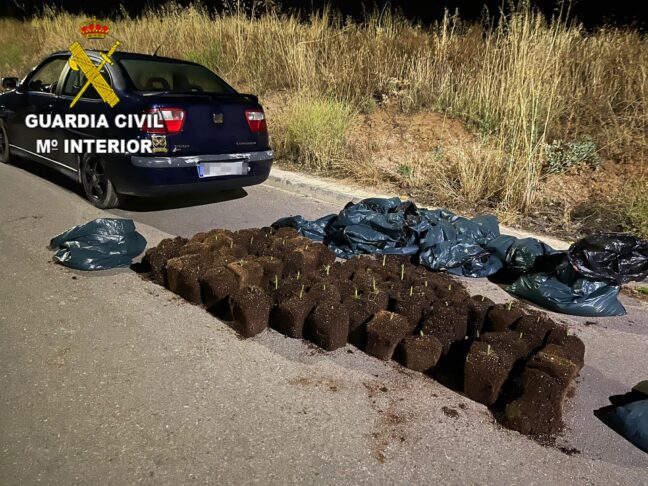 La Guardia Civil localiza una plantación ilegal de marihuana en Chozas de Canales durante un servicio ordinario