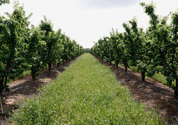 UPA pronostica una “escasísima” producción de fruta este verano