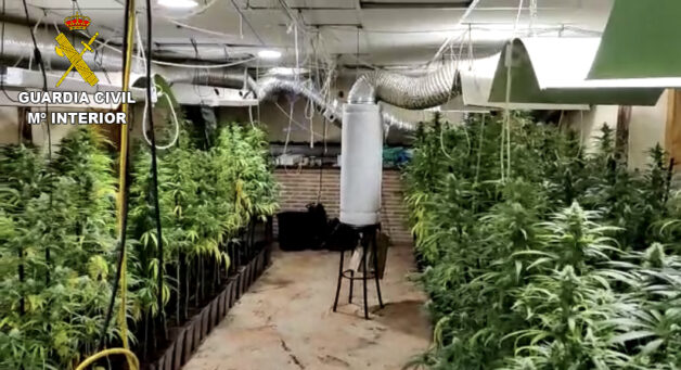 Dos plantaciones ilegales de marihuana en Ciruelos desmanteladas por la Guardia Civil