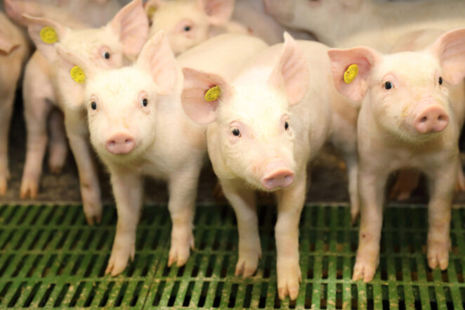 Treinta granjeros de Castilla-La Mancha reciben formación especializada en bienestar animal gracias a ICPOR